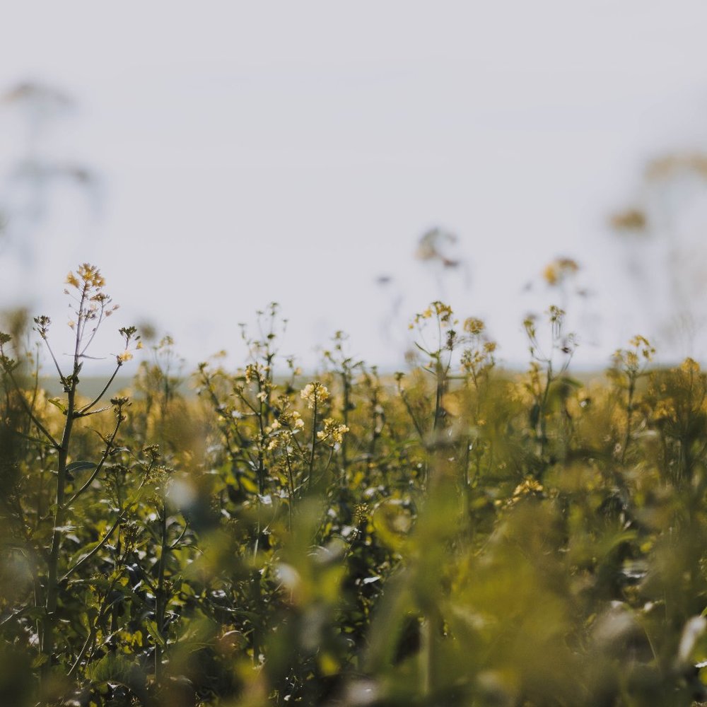 Meet your Posher, Ijin